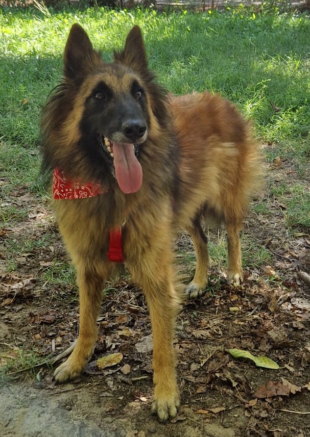 Une chienne nommée Raven, de face en tirant la langue muni de son bandana rouge