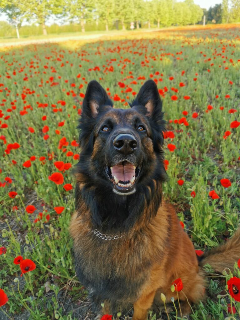 tervueren nommé Oslo assis dans un champ de coquelicots