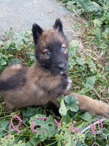 tervueren nommé Reyko, bébé couché au sol se retourne vers la caméra avec un air étonné