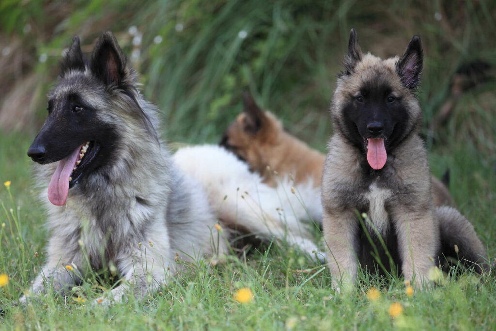 Syska est allongée dans l herbe entourée de plusieurs de ses bébés