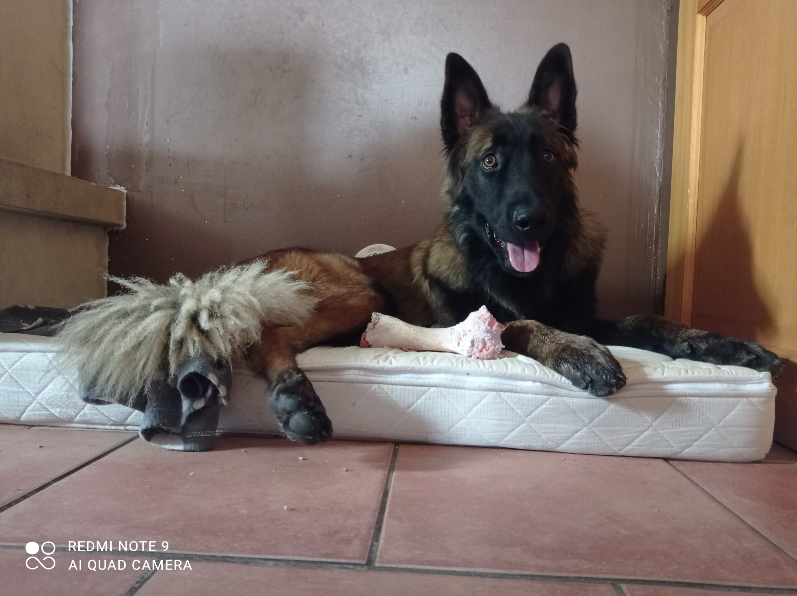 tervueren nommé Reyko allongé sur un matelas et regarde la caméra