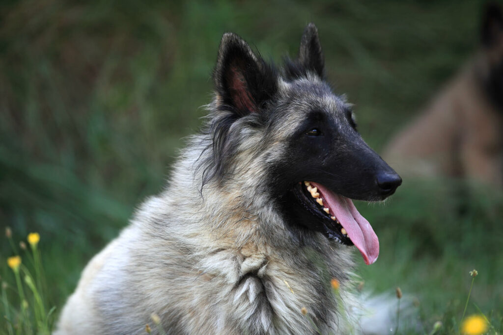 Une chienne nommée Syska, légèrement de profil en gros plan assise dans un champ