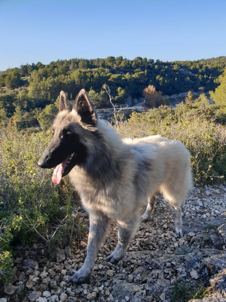 Une chienne nommée Syska est au premier plan au milieu des montagnes