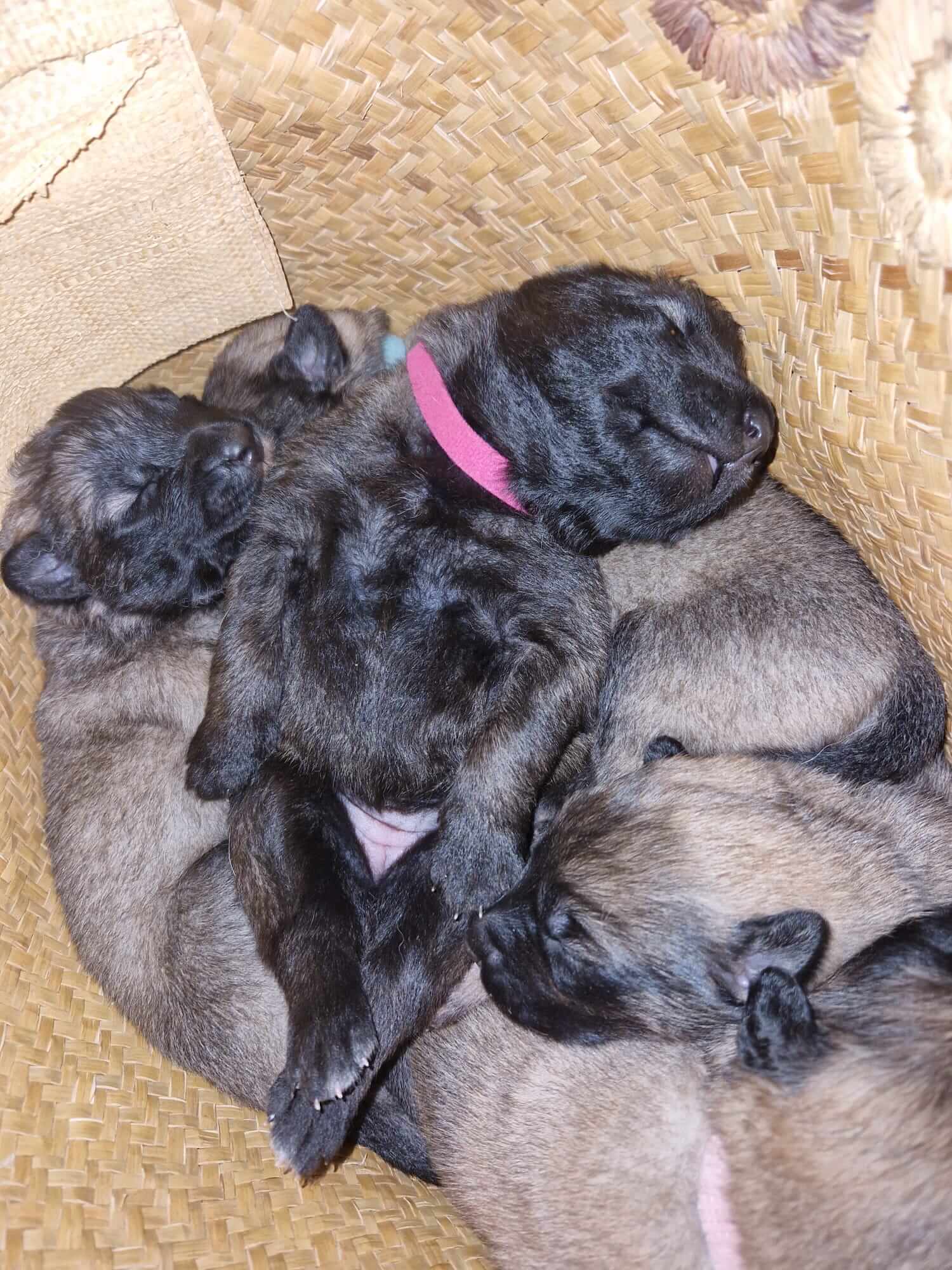 dans un panier en osier une portée de tervueren dort dont l'un avec son collier rose