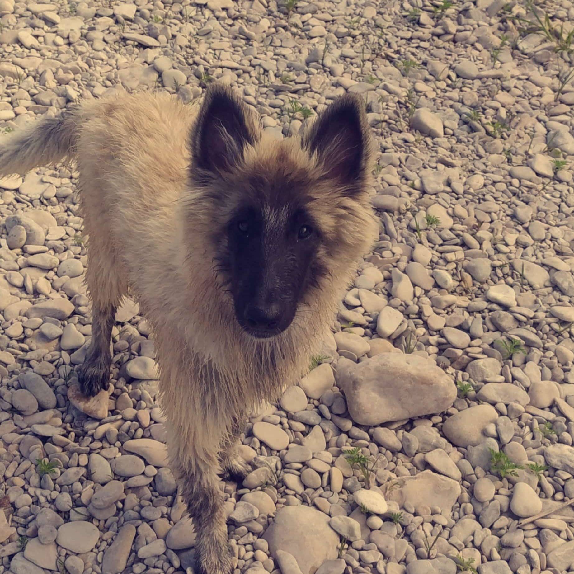 Syska petite sur les graviers qui regarde vers la caméra